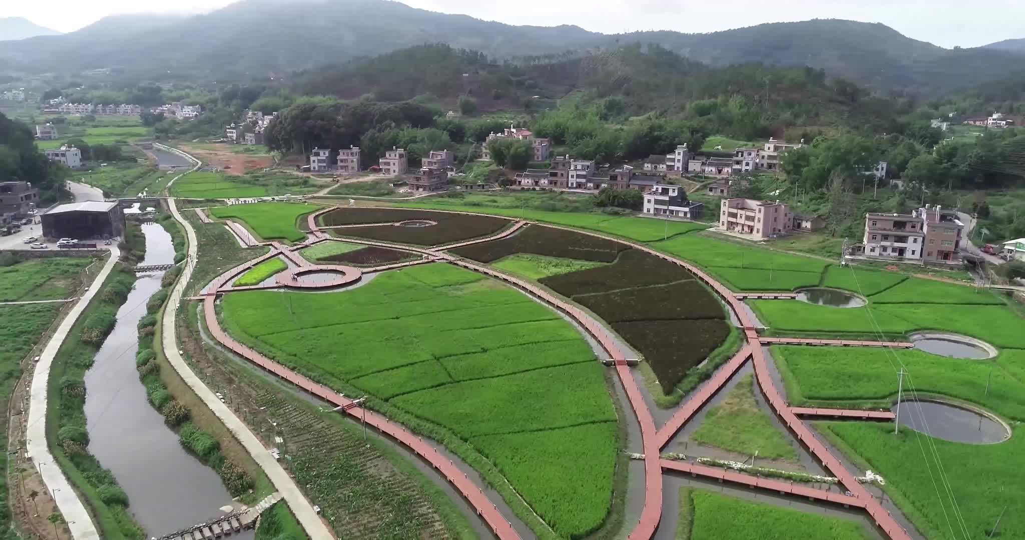 紫金县龙窝镇稻鱼共生基地成乡村网红 开放 15天引来游客 2万余人
